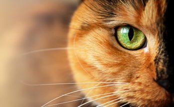 Le monde incroyable vu à travers les yeux d'un chat