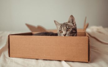 Le mystère des Cartons : Pourquoi nos chats les adorent-ils Autant ?