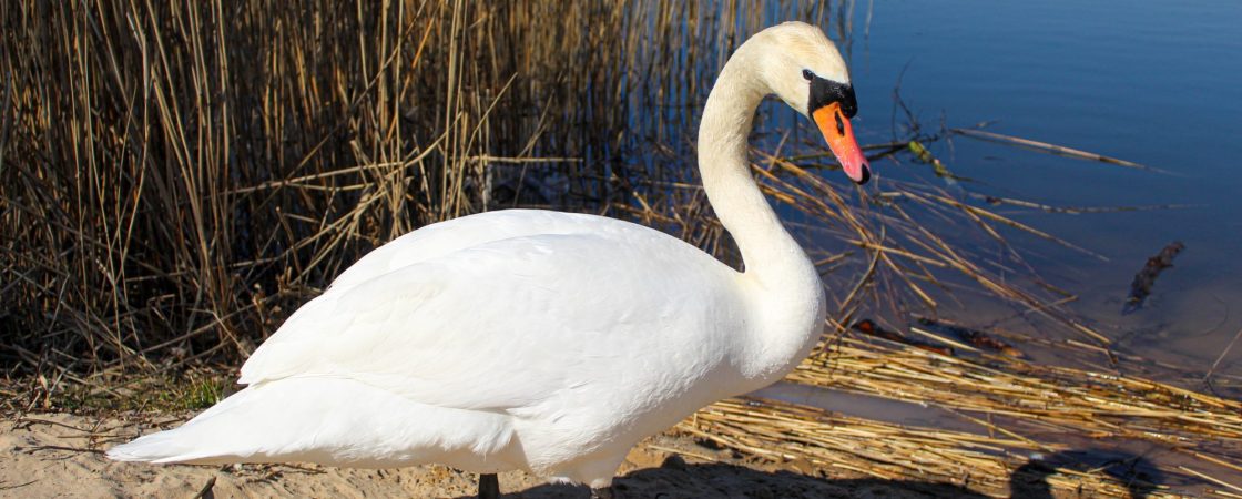 Le pain, une menace invisible pour les canards et les cygnes
