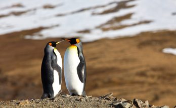 Voici les animaux qui ont les plus petites queues
