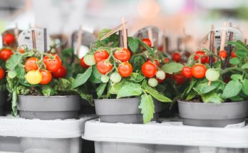 Le guide ultime pour cultiver facilement vos légumes en pot
