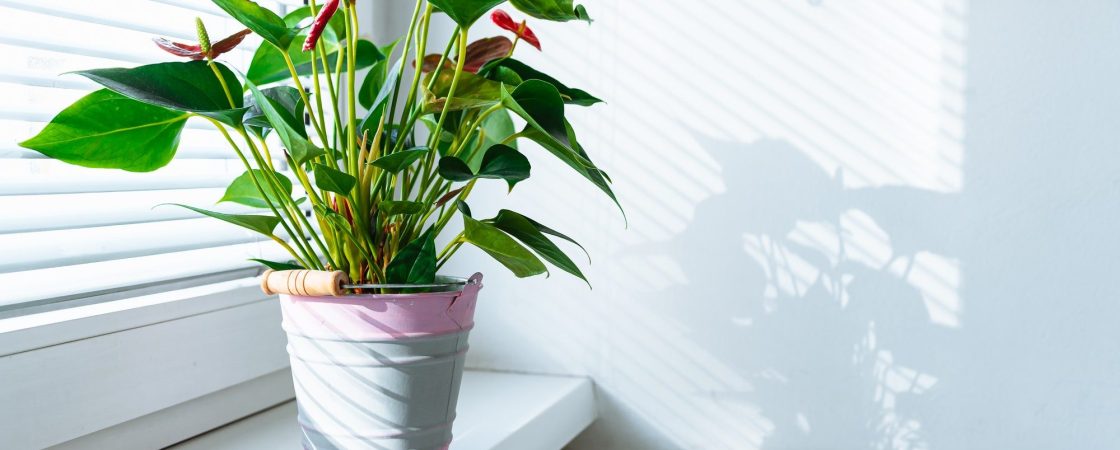 Découvrez ces plantes qui vous aideront combattre l'humidité dans votre logement