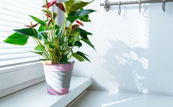 Découvrez ces plantes qui vous aideront combattre l'humidité dans votre logement