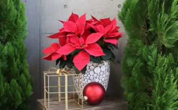 Méfiez vous de ces 4 plantes décoratives durant les fêtes de Noël !