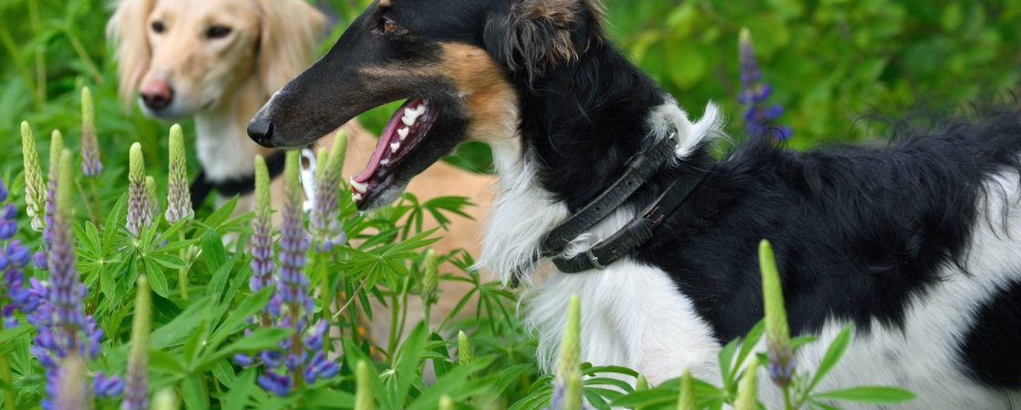 Découvrez le palmarès des chiens les plus rapides du monde