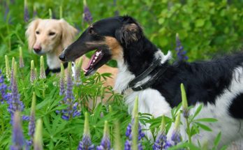 Découvrez le palmarès des chiens les plus rapides du monde
