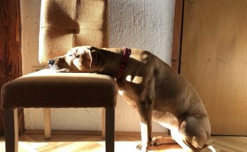 Voici les raisons pour lesquelles ces animaux prennent des bains de soleil