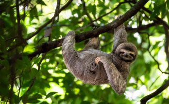 Découvrez les animaux champions de la lenteur