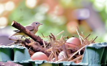 Un vieux carton à œufs rempli de paille, de brindilles et de feuilles sèches, avec un oiseau adulte perchée dessus.