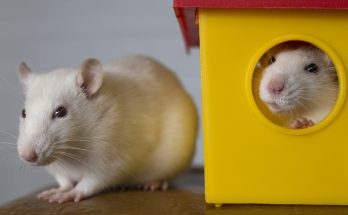 Cinq idées fausses sur les rats et les souris