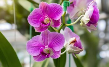 Orchidées en détresse : les astuces incontournables pour les sauver et les faire refleurir