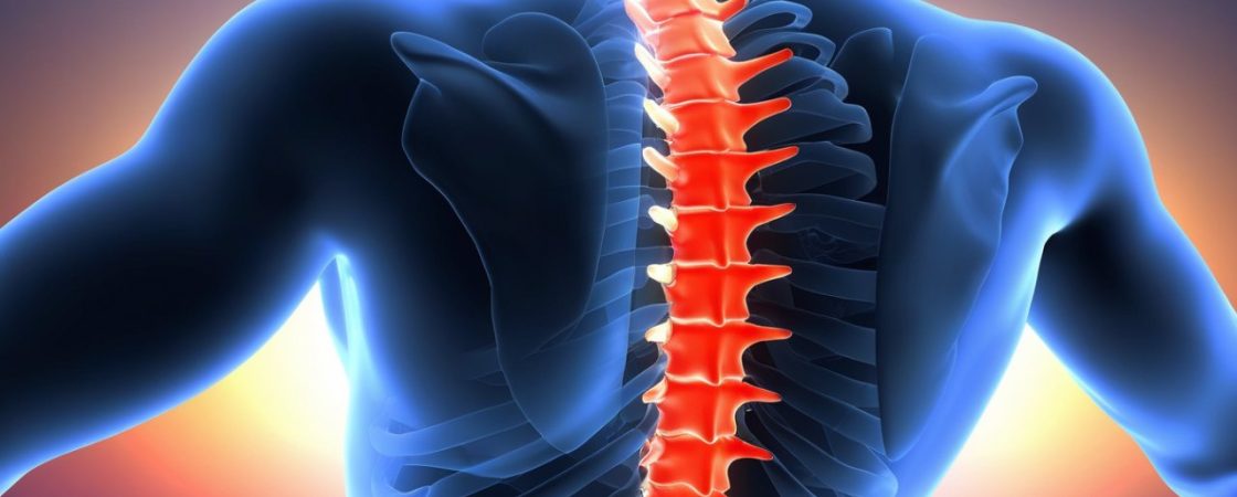 spinal cord human body