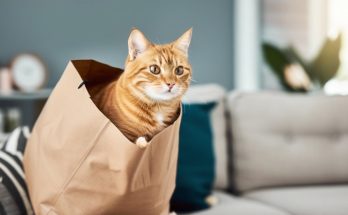Chat alors ! Pourquoi il ne faut jamais punir son félin adoré ?