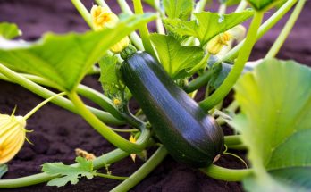 Tout ce que vous devez savoir pour cultiver des courgettes avec succès