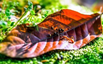 Éloigner les fourmis de votre maison grâce à des astuces naturelles et efficaces