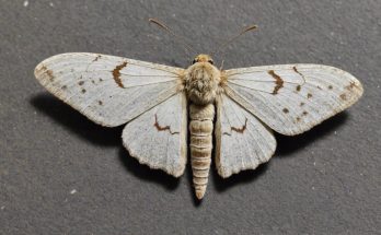 Flour moth