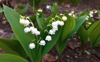La plantation du muguet : emplacement et entretien pour une floraison réussie