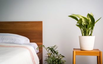 Les plantes d'intérieur pour embellir et purifier votre chambre