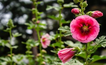 Les secrets de la rose trémière : beauté, histoire et légendes