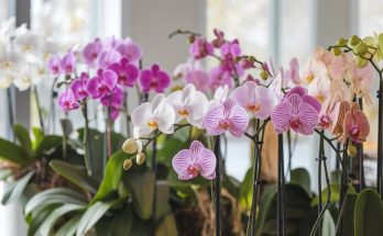 Protégez vos orchidées des cochenilles : 7 astuces naturelles qui font leurs preuves