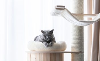 10 astuces géniales pour transformer votre maison en paradis félin