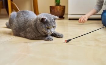 6 jeux simples et amusants pour renforcer les liens avec votre chat