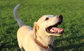 10 activités ludiques pour rendre votre chien heureux et épanoui