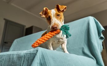 Choisir le jouet parfait pour votre chien : stimulez son esprit et renforcez votre lien