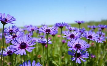 plante bleuet fleurie