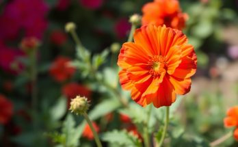 Benoîte, fleur vivace aux couleurs chaudes : guide complet pour cultiver cette merveille du jardin