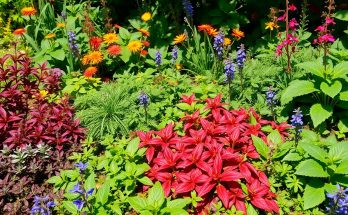Des plantes couvre-sol contre les mauvaises herbes : stratégies naturelles pour un jardin sans désherbage