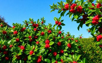 Sécurité invisible mais efficace : ces 4 arbres transforment votre jardin en rempart anti-cambriolage