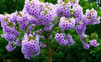 Jardin fleuri express : le Paulownia, cet arbre à croissance fulgurante qui transformera votre espace vert