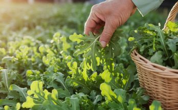 La roquette : ce légume feuille à récolter tout le printemps pour des salades minute savoureuses