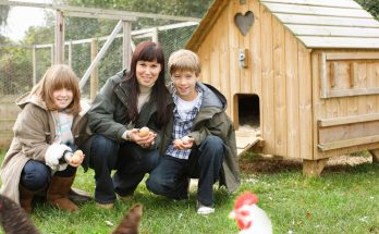 Économique, durable et stylé : ce poulailler en bois DIY cartonne chez les jardiniers malins