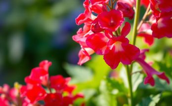 Muflier : cette plante à la floraison interminable qui sent le Malabar fraise