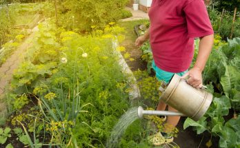 En avril, faites ça pour des plantes en pleine forme : adieu feuilles jaunes et croissance lente !