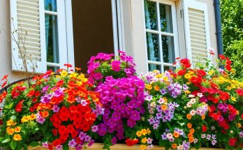 6 fleurs retombantes qui résistent à la chaleur pour des jardinières éclatantes tout l'été