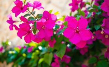 Ces gestes simples pour votre bougainvillier vont transformer sa floraison comme jamais auparavant