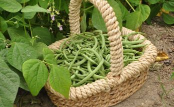 haricots potager