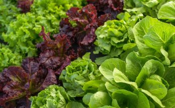 légumes à feuilles