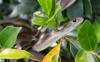 serpent dans le jardin