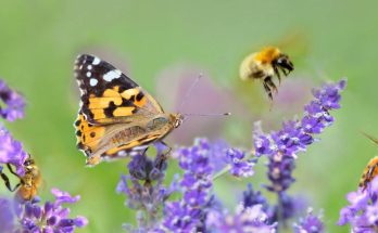 insectes jardin