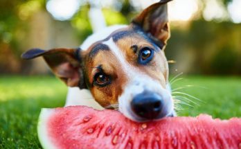 Canicule : 4 aliments pour rafraîchir vos animaux lors des fortes chaleurs