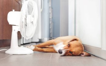 animaux canicule
