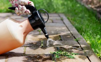spray mauvaises herbes