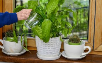 arroser plantes en pot