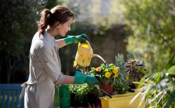 arroser plantes jardin