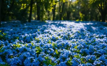 La pervenche : cette couvre-sol magique qui transforme votre jardin en tapis fleuri
