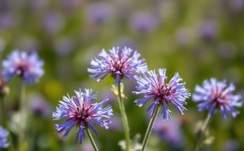 Découvrez la plante miracle qui sauve vos sols et défie toutes les sécheresses cet été